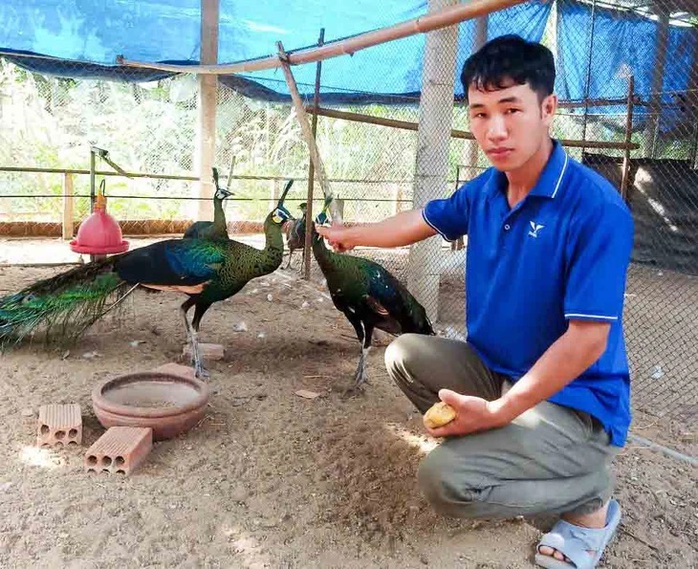 Bỏ phố về quê, kiếm tiền tỉ mỗi năm - Ảnh 1.
