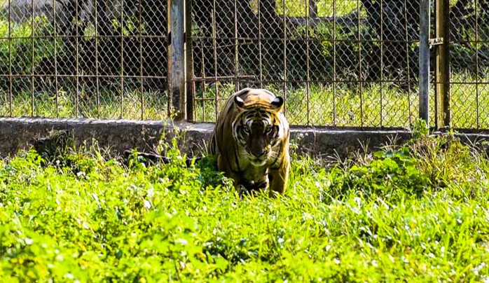 Xin ý kiến chuyển giao đàn hổ về Vườn thú Hà Nội - Ảnh 2.