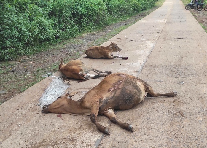 Xe tải tông đàn bò ở Gia Lai: 18 con bò chết trong vụ tai nạn hy hữu - Ảnh 2.
