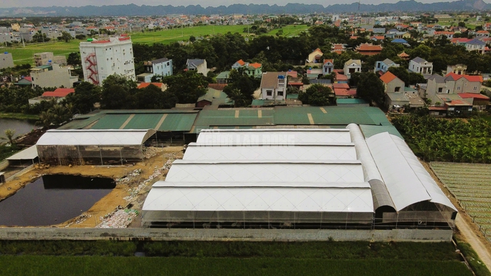 Trang trại hàng trăm con bò "mọc" sát khu dân cư ở Thanh Hóa gây mùi hôi thối- Ảnh 1. Trang trại hàng trăm con bò "mọc" sát khu dân cư ở Thanh Hóa gây mùi hôi thối- Ảnh 1.