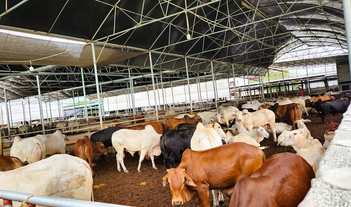 Trang trại hàng trăm con bò "mọc" sát khu dân cư ở Thanh Hóa gây mùi hôi thối- Ảnh 2. Trang trại hàng trăm con bò "mọc" sát khu dân cư ở Thanh Hóa gây mùi hôi thối- Ảnh 2.