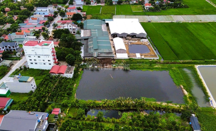 Trang trại hàng trăm con bò "mọc" sát khu dân cư ở Thanh Hóa gây mùi hôi thối- Ảnh 3. Trang trại hàng trăm con bò "mọc" sát khu dân cư ở Thanh Hóa gây mùi hôi thối- Ảnh 3.