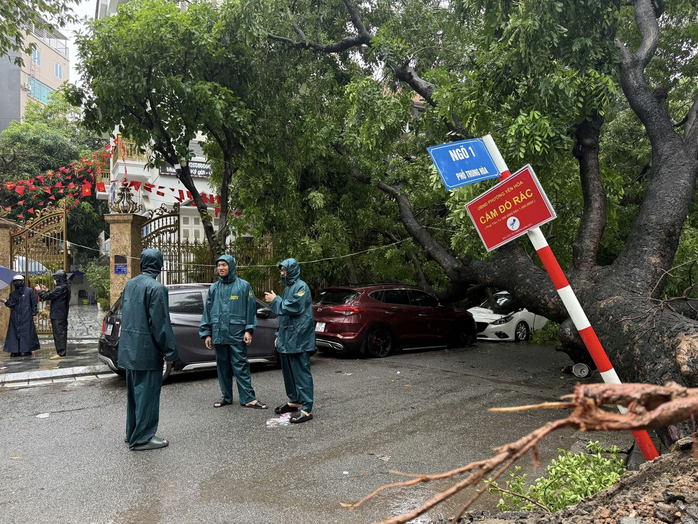 Cây xanh lớn đổ đè trúng 2 ô tô trên đường phố- Ảnh 1.