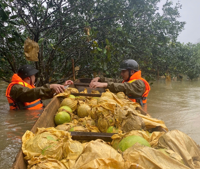Công an ngâm mình trong nước lũ giúp dân thu hoạc bưởi - Ảnh 1. Công an ngâm mình trong nước lũ giúp dân thu hoạc bưởi - Ảnh 1.