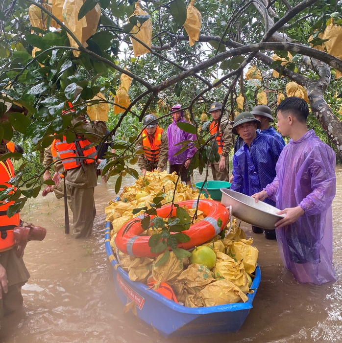 Công an ngâm mình trong nước lũ giúp dân thu hoạc bưởi - Ảnh 3. Công an ngâm mình trong nước lũ giúp dân thu hoạc bưởi - Ảnh 3.