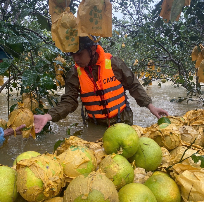 Công an ngâm mình trong nước lũ giúp dân thu hoạc bưởi - Ảnh 5. Công an ngâm mình trong nước lũ giúp dân thu hoạc bưởi - Ảnh 5.