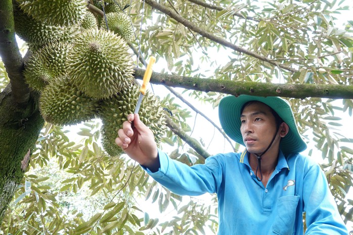 Nâng tầm chất lượng sầu riêng - Ảnh 1.