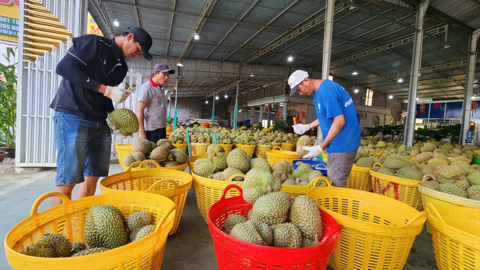 Nâng tầm chất lượng sầu riêng - Ảnh 2.
