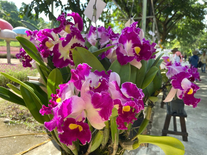 Ngắm kiệt tác thiên nhiên hoa lan mùa hạ tại Khánh Hòa- Ảnh 3. Ngắm kiệt tác thiên nhiên hoa lan mùa hạ tại Khánh Hòa- Ảnh 3.