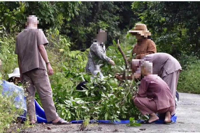 Lên bán đảo Sơn Trà bẻ cành hái quả chòi mòi, một người bị phạt trên 1,2 triệu đồng - Ảnh 1. Lên bán đảo Sơn Trà bẻ cành hái quả chòi mòi, một người bị phạt trên 1,2 triệu đồng - Ảnh 1.