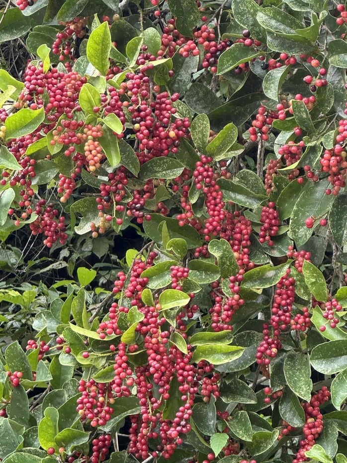 Lên bán đảo Sơn Trà bẻ cành hái quả chòi mòi, một người bị phạt trên 1,2 triệu đồng - Ảnh 2. Lên bán đảo Sơn Trà bẻ cành hái quả chòi mòi, một người bị phạt trên 1,2 triệu đồng - Ảnh 2.
