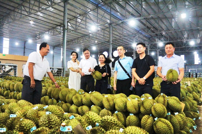 Sầu riêng gặp mưa, nhiều người "nát ruột" - Ảnh 1.