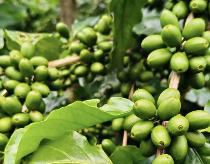 Giá cà phê hôm nay 11 - 9: Tăng mạnh và lợi thế cà phê Việt Nam - Ảnh 2. Giá cà phê hôm nay 11 - 9: Tăng mạnh và lợi thế cà phê Việt Nam - Ảnh 2.