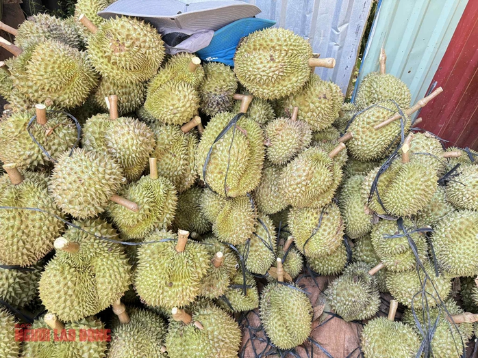 Sầu riêng rớt giá vì mưa gây sượng: Giải pháp khắc phục hiệu quả cho nông dân - Ảnh 1.