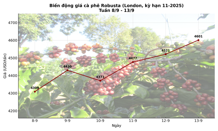 Giá cà phê hôm nay 14-9: Chốt tuần tăng, nhà vườn xả kho chuẩn bị vụ mới- Ảnh 3.