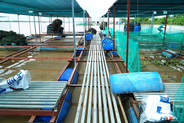 VIDEO: Ấn tượng 1.960 lồng bè nuôi cá sử dụng công nghệ AI ở Vĩnh Long - Ảnh 14.