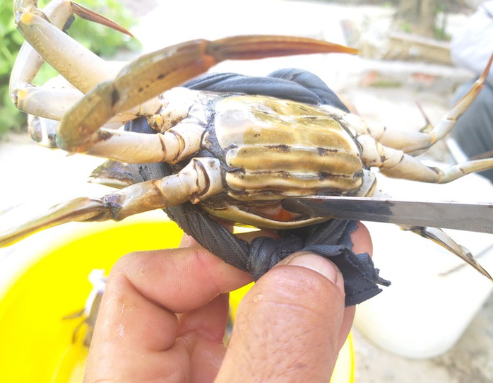 CLIP: Tuyệt chiêu chọn cua biển Cà Mau bao ngon - Ảnh 6.