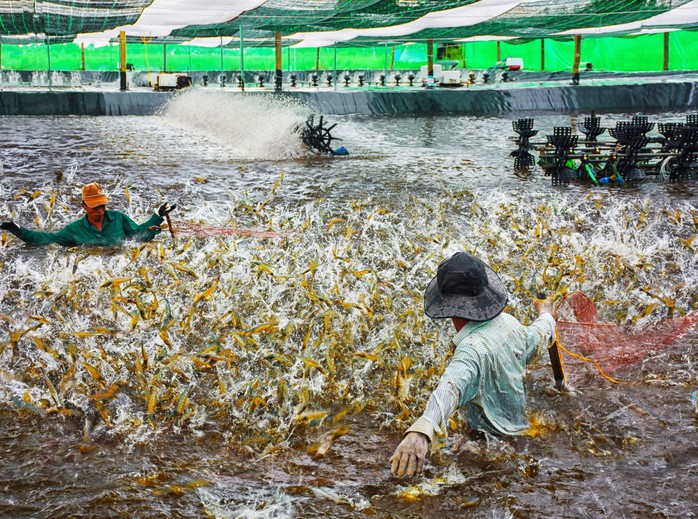 Nuôi tôm an toàn sinh học - Ảnh 1.