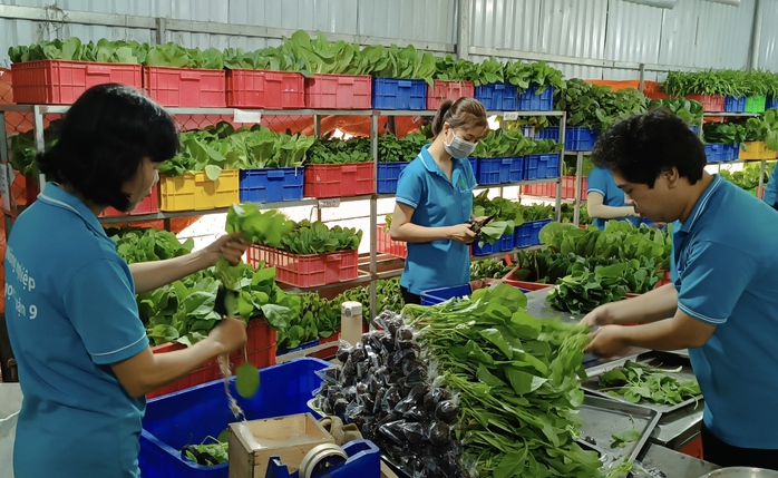 Rau sạch còn ít, vì sao? - Ảnh 1.