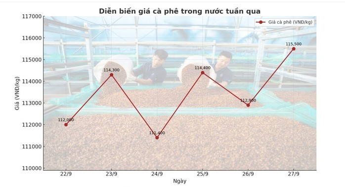 Giá cà phê hôm nay 28 - 9: Biến động mạnh và cách kiểm soát giá hiệu quả - Ảnh 2.