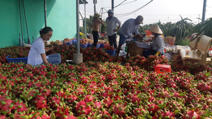 Tìm hướng đi mới cho trái thanh long - Ảnh 1.