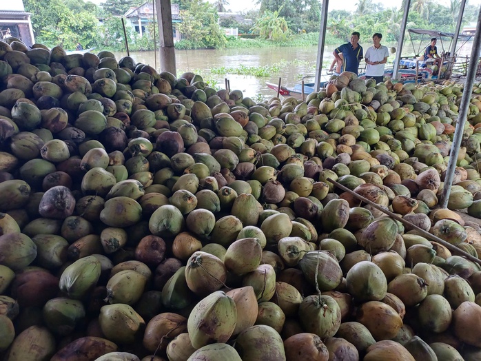 Giá dừa khô Việt Nam tăng cao , dừa Thái Lan cạnh tranh giá rẻ - Ảnh 2.