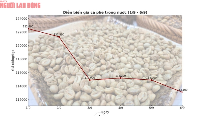 Giá cà phê hôm nay 7-9: Tuần buồn của người giữ cà phê- Ảnh 2. Giá cà phê hôm nay 7-9: Tuần buồn của người giữ cà phê- Ảnh 2.