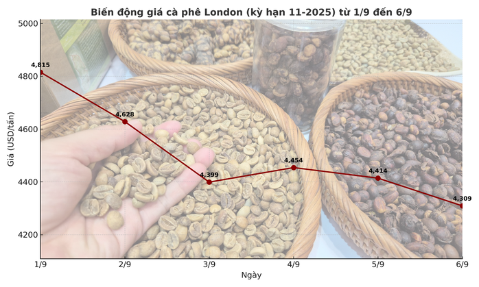 Giá cà phê hôm nay 7-9: Tuần buồn của người giữ cà phê- Ảnh 3. Giá cà phê hôm nay 7-9: Tuần buồn của người giữ cà phê- Ảnh 3.