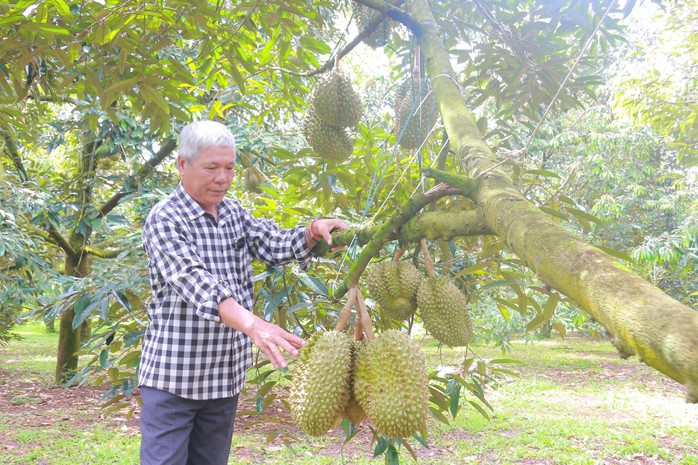 Tham tán Thương mại Việt Nam chia sẻ về thị trường sầu riêng Trung Quốc- Ảnh 2. Tham tán Thương mại Việt Nam chia sẻ về thị trường sầu riêng Trung Quốc- Ảnh 2.