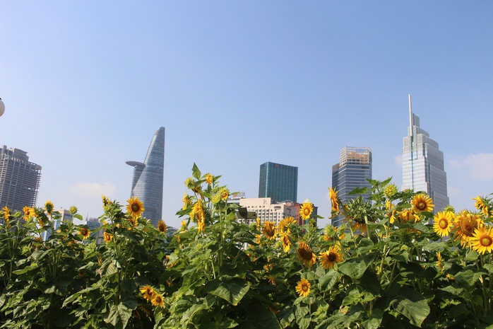 C&aacute;nh đồng hoa hướng dương ở TP HCM thu h&uacute;t người d&acirc;n dịp đầu năm mới - Ảnh 1.