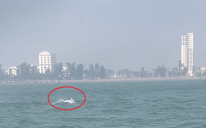 VIDEO: Đ&agrave;n c&aacute; heo trắng "nhảy m&uacute;a" ở biển Sầm Sơn - Ảnh 1.