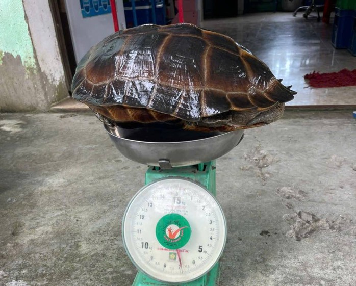 Người d&acirc;n Đ&agrave; Nẵng giao nộp r&ugrave;a q&uacute;y hiếm nặng 6 , 8 kg cho cơ quan chức năng - Ảnh 2.