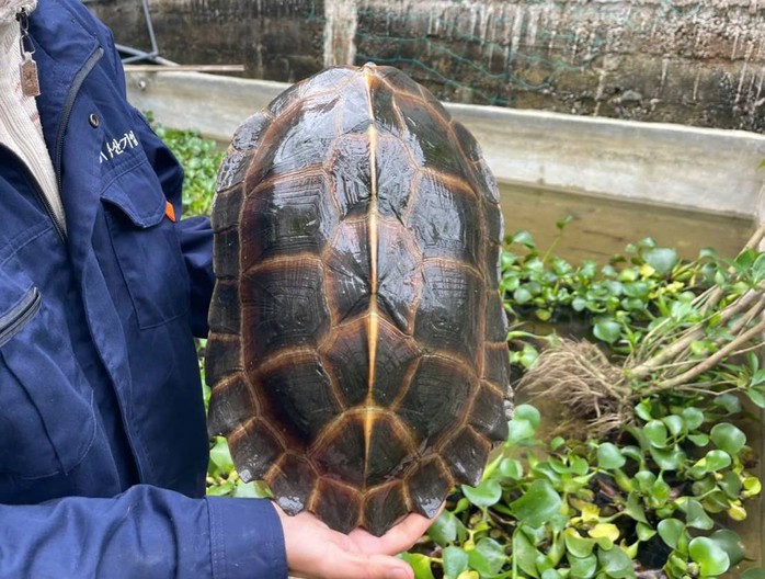 Người d&acirc;n Đ&agrave; Nẵng giao nộp r&ugrave;a q&uacute;y hiếm nặng 6 , 8 kg cho cơ quan chức năng - Ảnh 3.