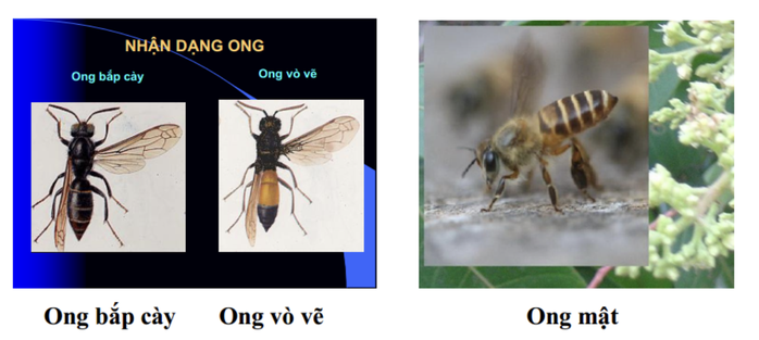 Người phụ nữ ở TPHCM đứng xem bắt ong bị đốt 40 mũi - Ảnh 2.