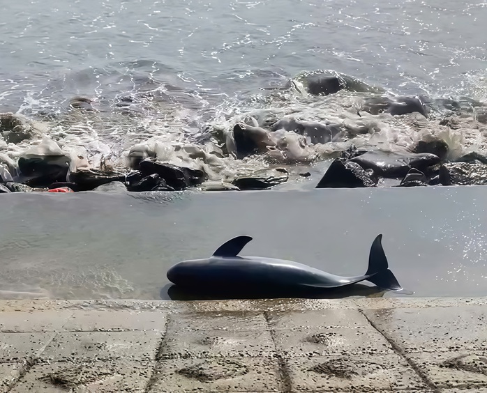 X&aacute;c c&aacute; voi nặng 40kg tr&ocirc;i dạt v&agrave;o bờ biển Quảng Trị  - Ảnh 1.