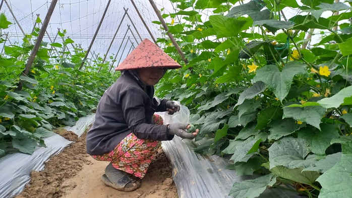 Bền bỉ vươn dậy sau b&atilde;o lũ - Ảnh 1.