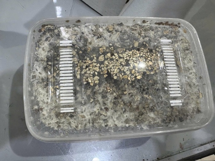 Hàng trăm kg ma túy đã được hải quan bắt giữ năm 2025 - Ảnh 2.