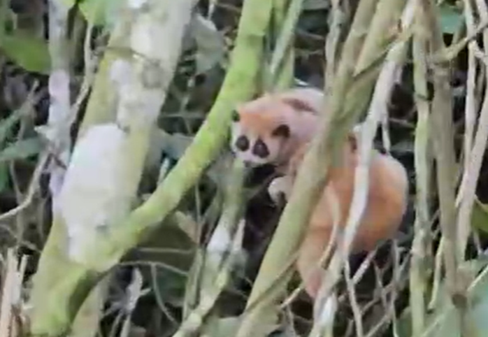 CSGT đang đi tuần, bất ngờ được người d&acirc;n giao nộp động vật qu&yacute; hiếm - Ảnh 2.