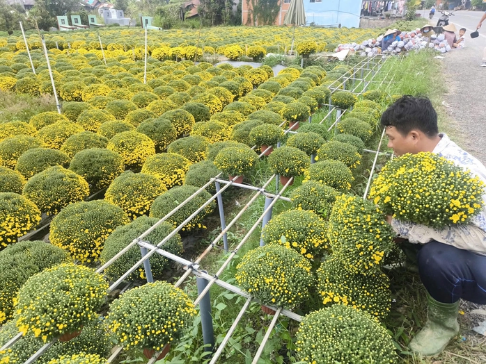 Vĩnh Long hỗ trợ ti&ecirc;u thụ 300 . 000 Chậu c&uacute;c m&acirc;m x&ocirc;i nở sớm cho nh&agrave; vườn - Ảnh 3.