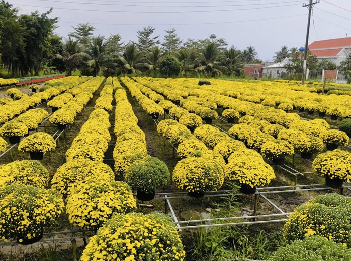 Vĩnh Long hỗ trợ ti&ecirc;u thụ 300 . 000 Chậu c&uacute;c m&acirc;m x&ocirc;i nở sớm cho nh&agrave; vườn - Ảnh 1.