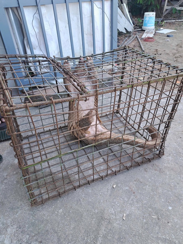 &Ocirc;ng Sử Luyện ở Đ&agrave; Nẵng giao nộp con vật qu&yacute; nặng 7 kg - Ảnh 2.