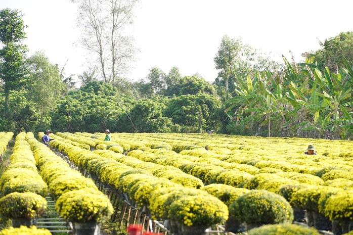 N&ocirc;ng d&acirc;n Sa Đ&eacute;c lo lắng v&igrave; hoa c&uacute;c nở sớm bất thường trước Tết B&iacute;nh Ngọ 2026 - Ảnh 1.