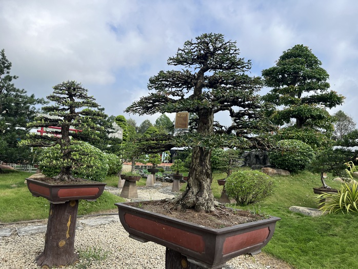 CLIP: Bảo t&agrave;ng bonsai bạc tỉ ở Sa Đ&eacute;c, tỉnh Đồng Th&aacute;p - Ảnh 6.