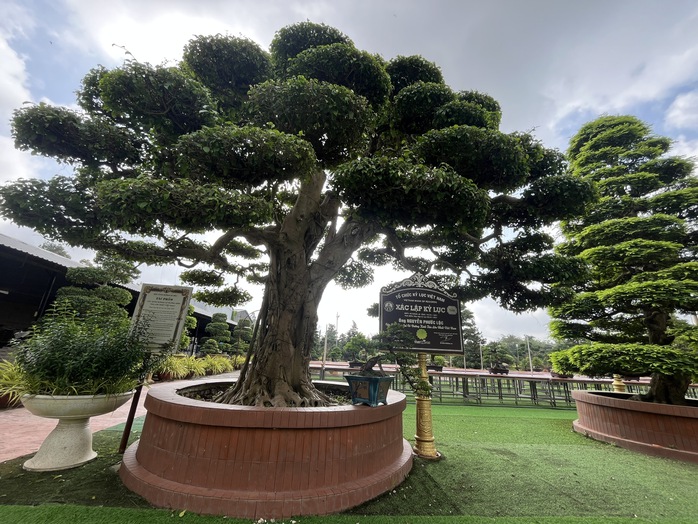 CLIP: Bảo t&agrave;ng bonsai bạc tỉ ở Sa Đ&eacute;c, tỉnh Đồng Th&aacute;p - Ảnh 9.