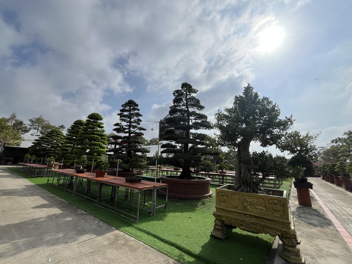 CLIP: Bảo t&agrave;ng bonsai bạc tỉ ở Sa Đ&eacute;c, tỉnh Đồng Th&aacute;p - Ảnh 8.