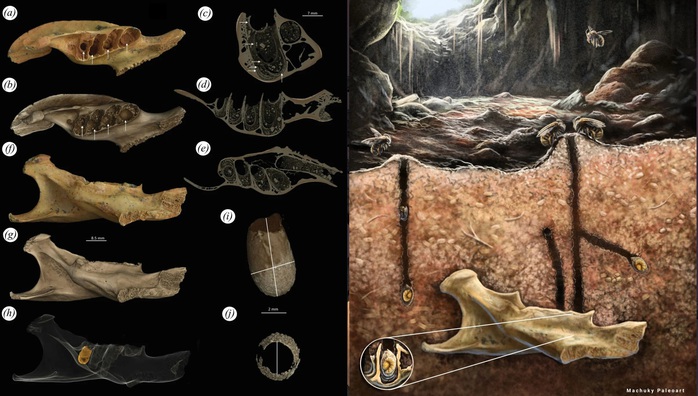 Ph&aacute;t hiện &ldquo;h&oacute;a thạch lồng h&oacute;a thạch&rdquo; c&oacute; một kh&ocirc;ng hai - Ảnh 1.