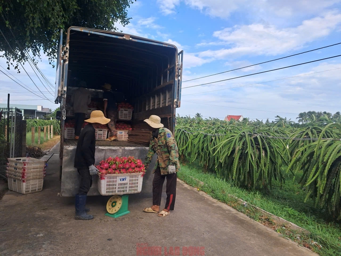 Thanh long nghịch vụ h&uacute;t h&agrave;ng, gi&aacute; duy tr&igrave; mức cao dịp cận Tết - Ảnh 1.