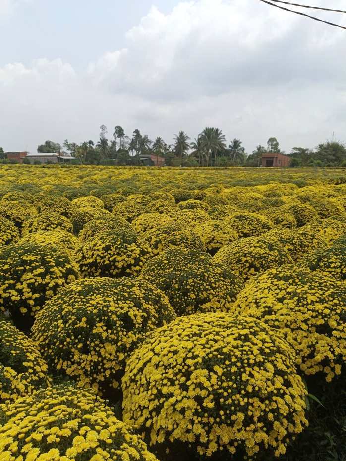 C&uacute;c m&acirc;m x&ocirc;i nở sớm gi&uacute;p n&ocirc;ng d&acirc;n Chợ L&aacute;ch trở th&agrave;nh chiến thần livestream - Ảnh 2.