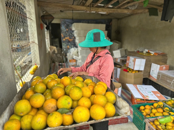&ldquo;Lạc lối&rdquo; giữa những vườn cam ch&iacute;n v&agrave;ng, sai trĩu quả - Ảnh 8.