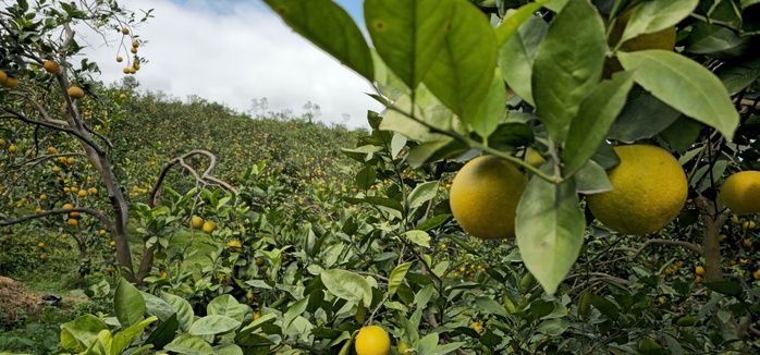 &ldquo;Lạc lối&rdquo; giữa những vườn cam ch&iacute;n v&agrave;ng, sai trĩu quả - Ảnh 5.